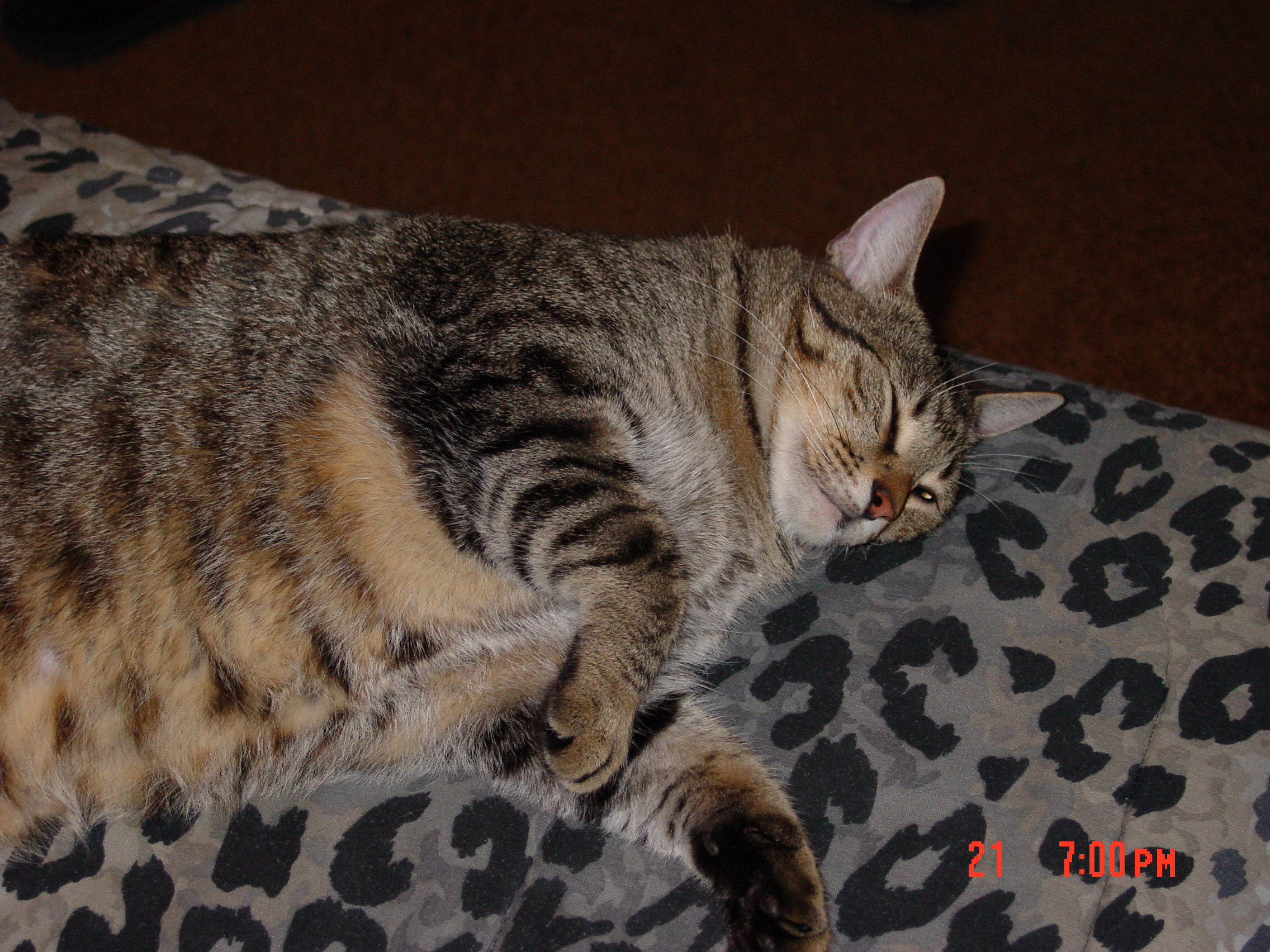 animals003.jpg