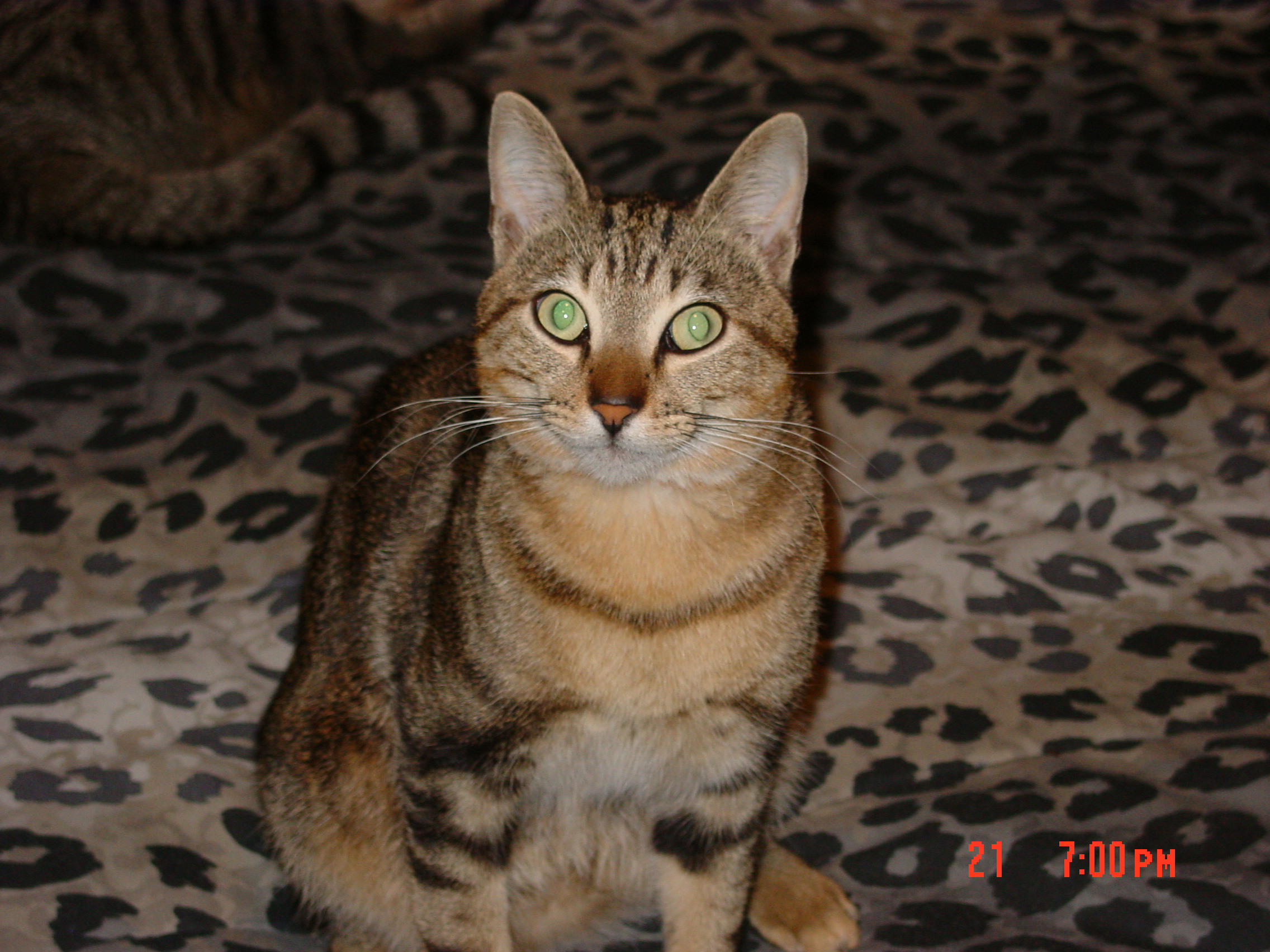 animals004.jpg