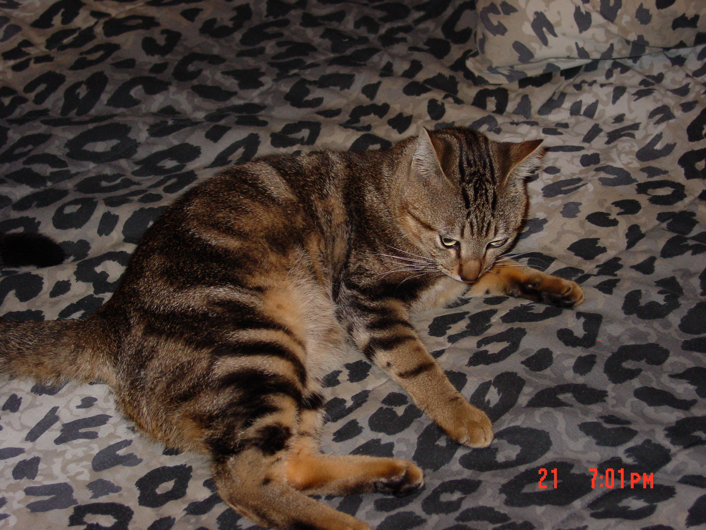 animals005.jpg